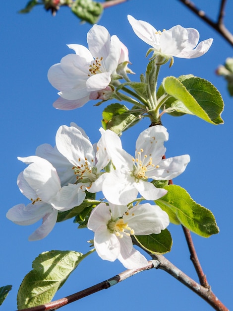 Branches of apple tree in the period of spring flowering with blue sky on the background