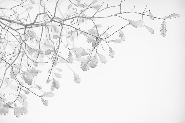 branches autumn top background / abstract seasonal sky background