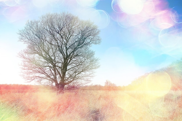 branches autumn top background / abstract seasonal sky background