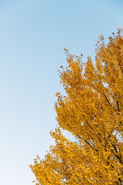 Branches of autumn yellow leaves in park with copy space on blue sky