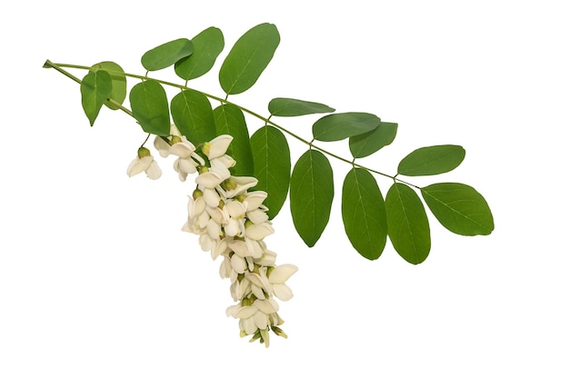 Branches of a beautiful acacia on a white background Medicinal plant for cosmetology