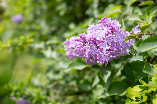 Branches of beautiful blossoming lilacon a sunny spring day lilac bushes bloomed in the gardenpurple...