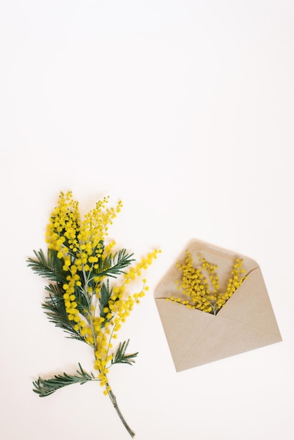 Branches of a beautiful mimosa flower in a craft envelope on a white background with copy space