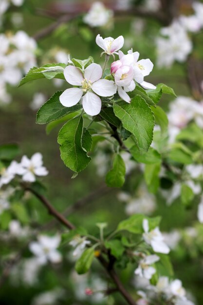 Branches of a blooming apple tree in an apple orchard.