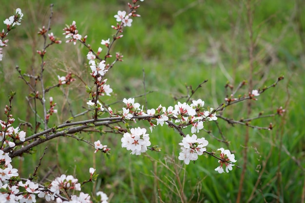 Branches of blooming cherry tree in a spring orchard with green grass on the background.