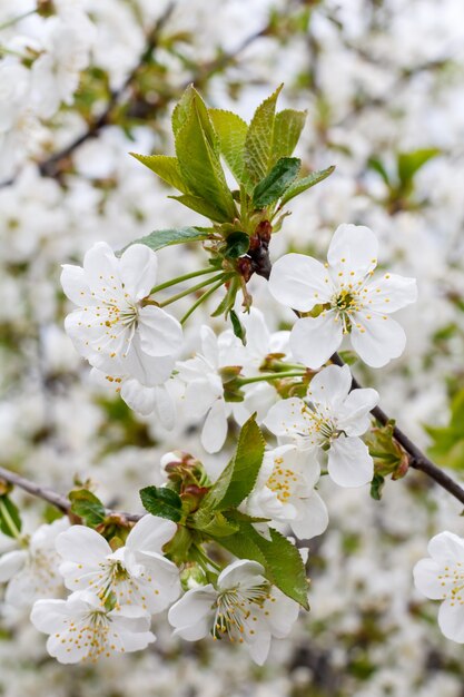 Branches of a blooming cherry tree in the spring orchard.