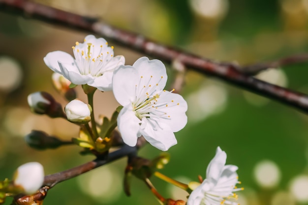 Branches of blooming cherry tree