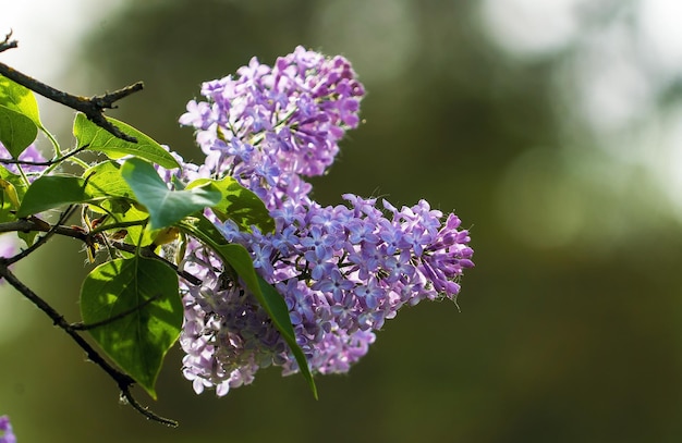 Branches of blooming lilac close up on a green background