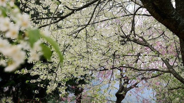 Branches of blooming sakura tree with white flowers cherry blossom tree