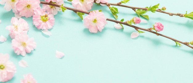 Branches of blossoming almonds on green background