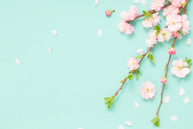 branches of blossoming almonds on green background