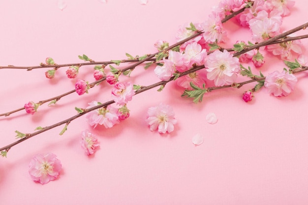 Branches of blossoming almonds on pink background