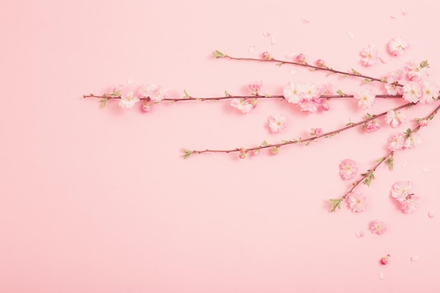 Branches of blossoming almonds on pink background