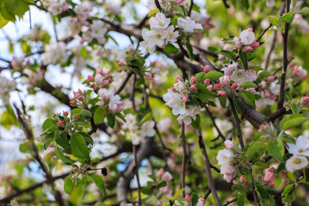 branches of blossoming apple tree close up