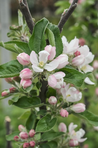 Branches of blossoming apple