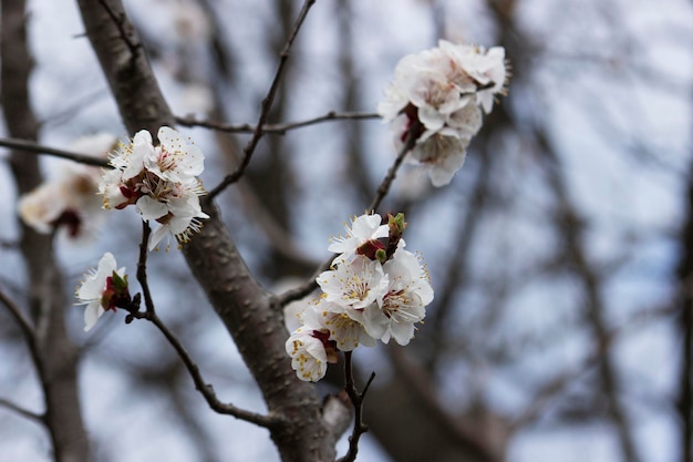 Branches of a blossoming apricot on a background of blue sky spring bloom