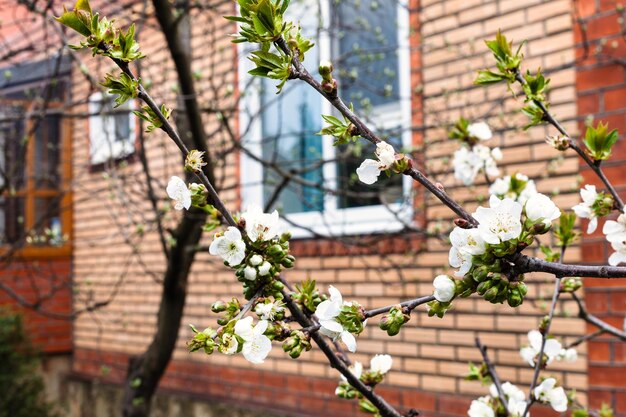 Branches of blossoming black cherry on backyard