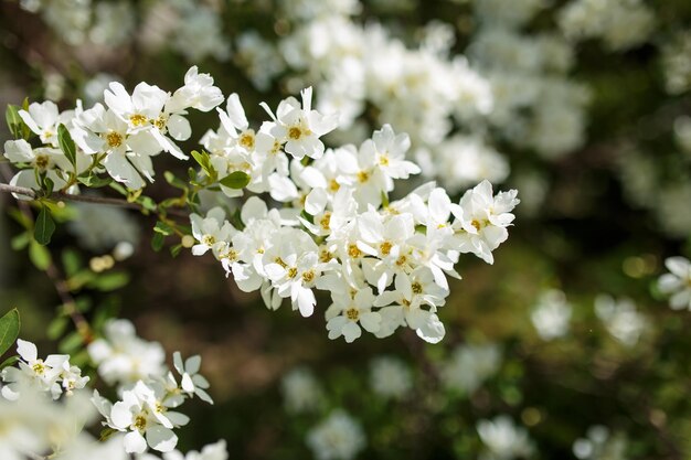 Branches of blossoming cherry blossom macro with soft focus on gentle sky