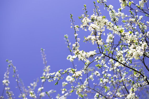 Branches of blossoming cherry macro with soft focus on gentle light blue sky background in sunlight Beautiful floral image of spring nature panoramic viewSpring day Cherry bloom