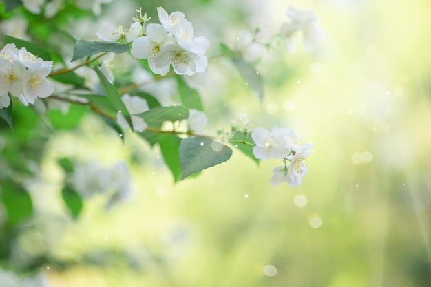 Branches of blossoming flowering plants on natural