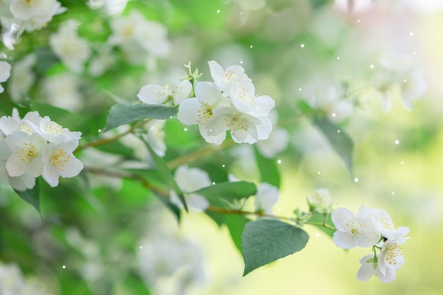 Branches of blossoming flowering plants on natural