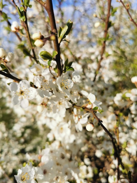 The branches of a blossoming tree Cherry tree in white flowers Blurring background