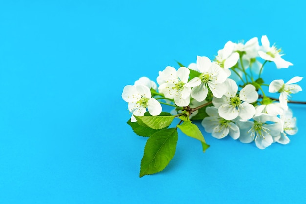 Branches of blossoming white spring apple tree flowers on bright blue tourquase paper background