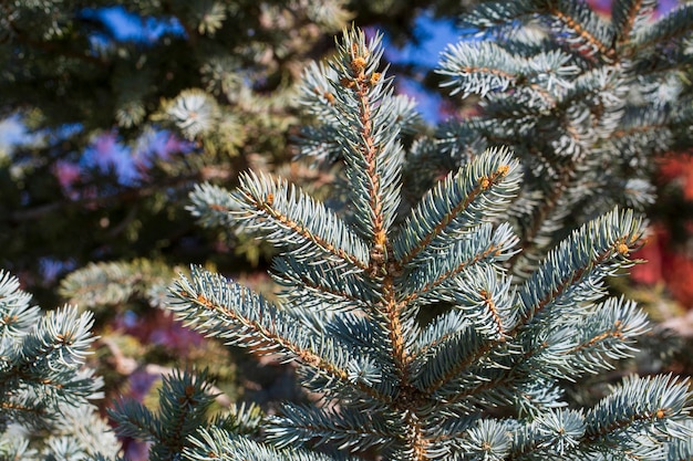 The branches of the blue spruce close-up. Blue spruce or prickly spruce (Picea pungens) - representative of the genus Spruce from the Pine family.