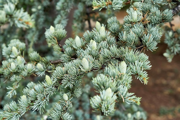 Branches of cedrus atlantica Glauca with short needles in wild forest closeup