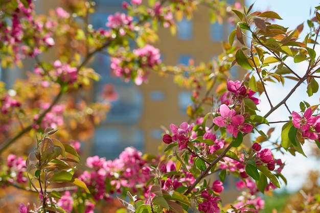 Branches of cherry blossoms with a blurry park on the background