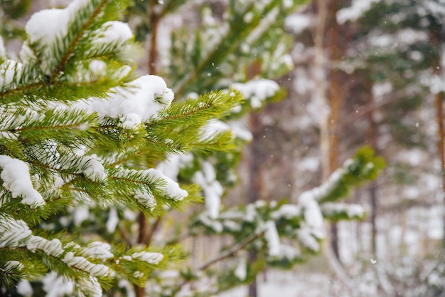 Branches of a Christmas tree covered with snow. Snow-covered branches.