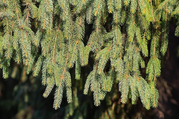 Branches of a Christmas tree in the rays of the sun background