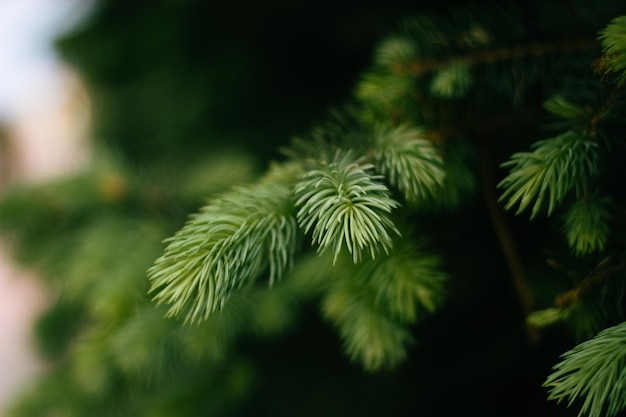 Branches of a coniferous plant spruce background texture