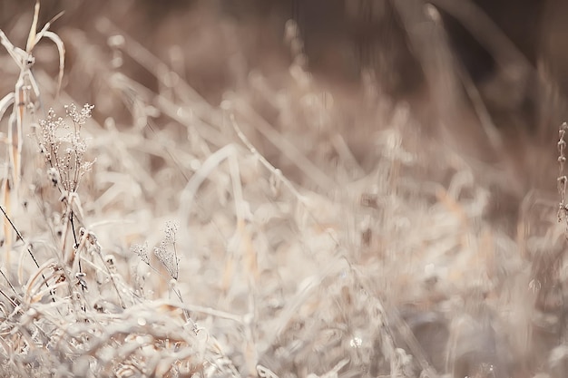 branches covered with frost background abstract winter december view