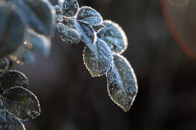 Branches covered with frost. Frosty plants in the early morning in the cold season.