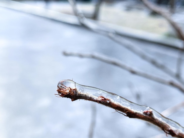 Branches covered with ice after freezing rain Sparkling ice covered everything after ice storm cyclone Terrible beauty of nature concept Winter landscape scene postcard Selective focus