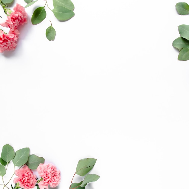 Branches of eucalyptus and clove pink isolated on white background The apartment lay top view