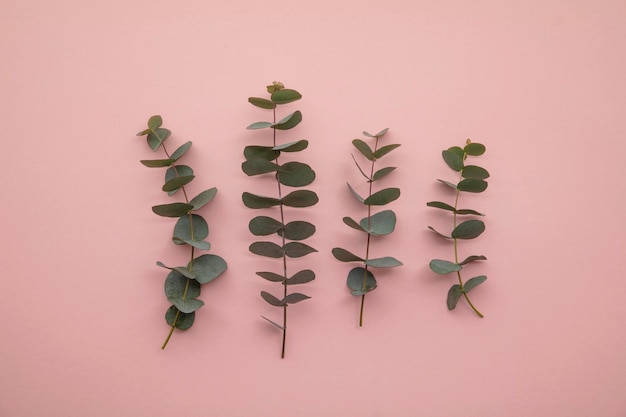 Branches of eucalyptus leaves on a marble background lay flat