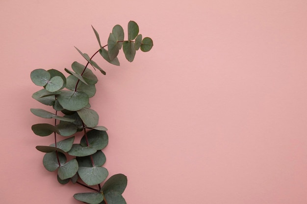 Branches of eucalyptus leaves on a marble background lay flat