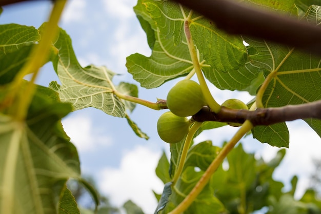 Branches of fig tree Ficus carica with green leaves and fruit selective focus Delicious Green italian figs plant ripe branchfico bianco of cilentohealthy fruit ingredient