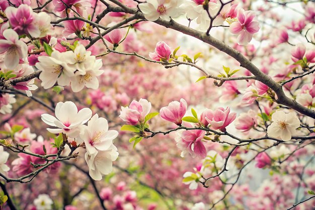 branches filled with blooming cherry blossoms apple blossoms magnolia flowers