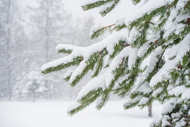 Branches of a fir Christmas tree in the snow in the winter forest