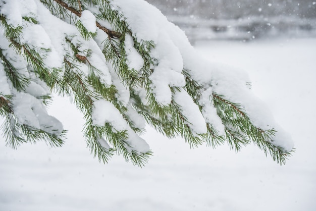 Branches of a fir Christmas tree in the snow in the winter forest