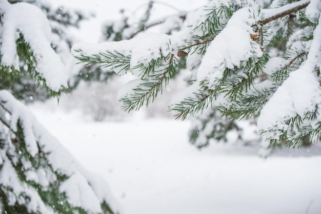 Branches of a fir Christmas tree in the snow in the winter forest