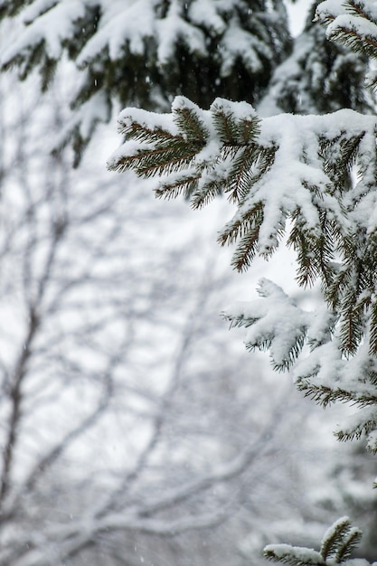 Branches of fir tree covered with snow in the city park. Winter time