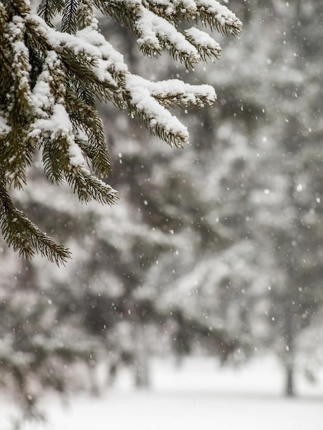 Branches of fir tree covered with snow in the city park