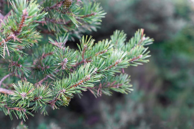 Branches of a fir-tree in a forest, symbol of New Year; side view