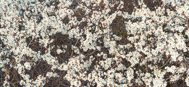 Branches of flowering bushes. Spring background. Selective focus, panoramic view.