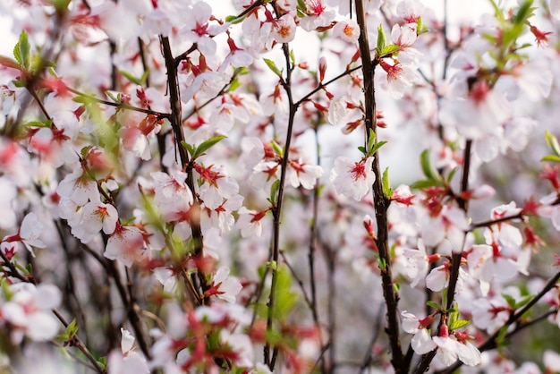 Branches of flowering fruit trees spring bloom in the garden