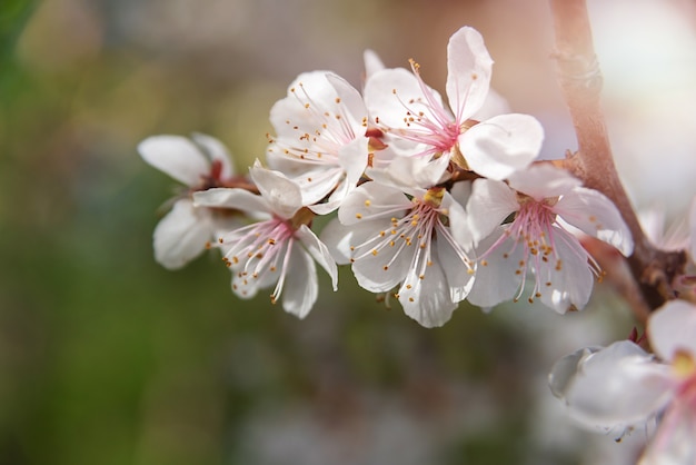 Branches of flowering fruit trees spring bloom in the garden